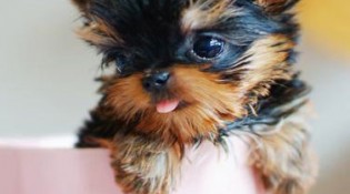 Yorkie puppy in a teacup.
