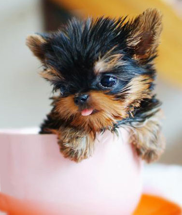 Yorkie puppy in a teacup.