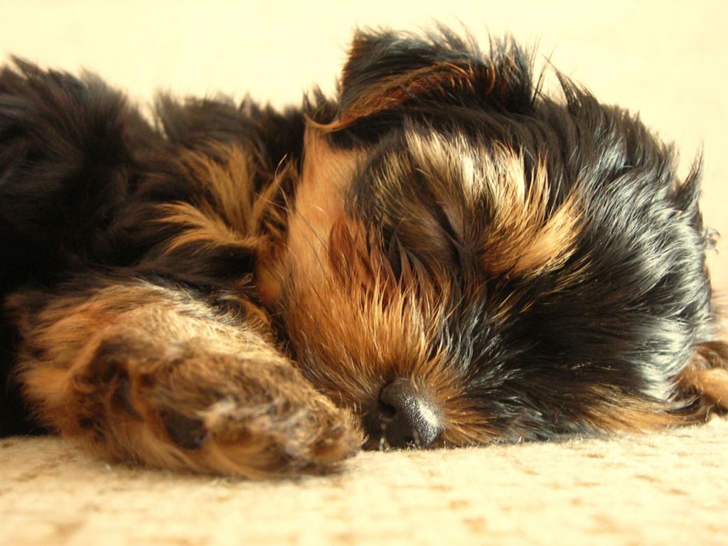 Cute Yorkie Puppy Resting