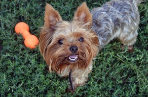 how-to-house-train-a-yorkshire-terrier
